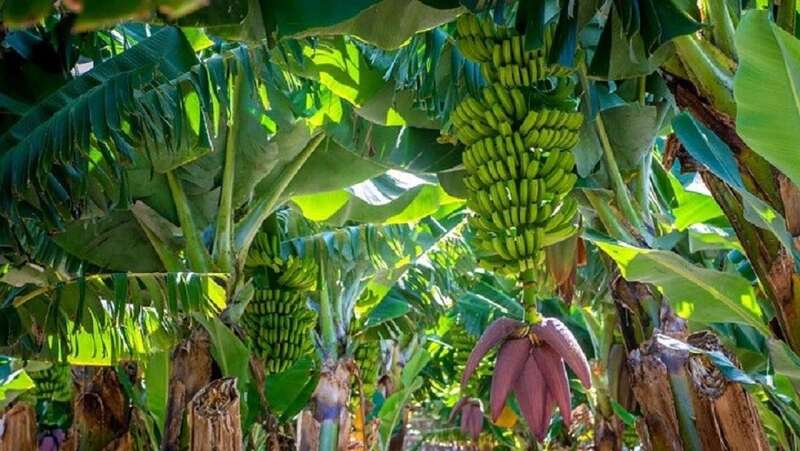 Plantación de plataneras en La Palma/Archivo.